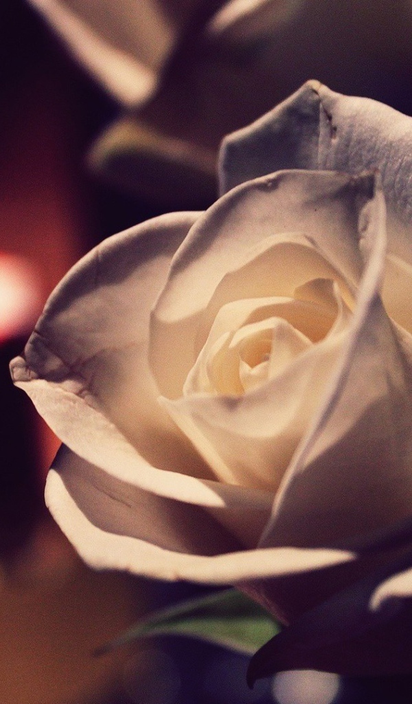 Белая роза вечером в комнате