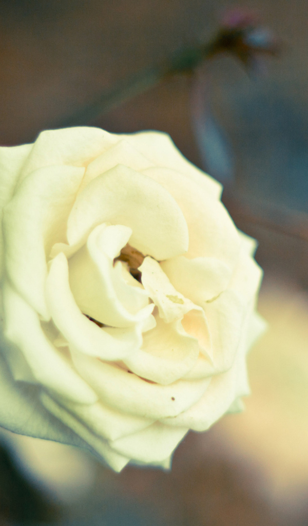 Белая роза в саду на закате