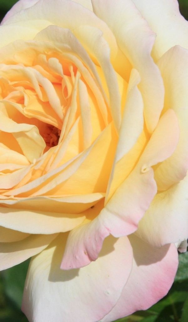 Белая роза на фоне разноцветных цветов