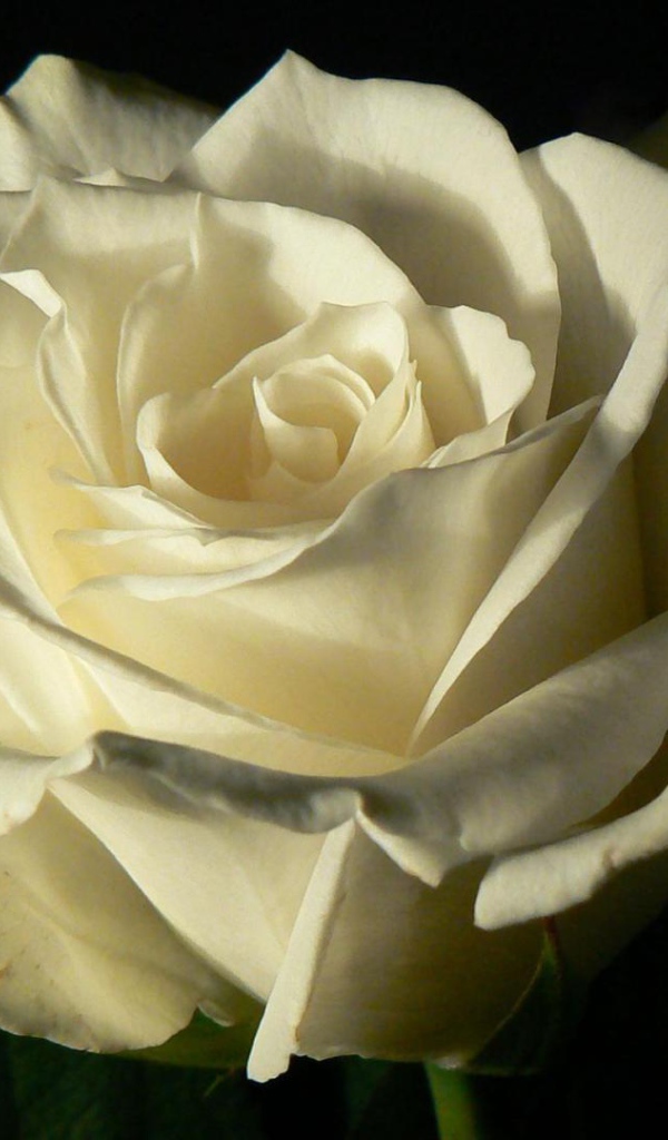 Белая роза на чёрном фоне