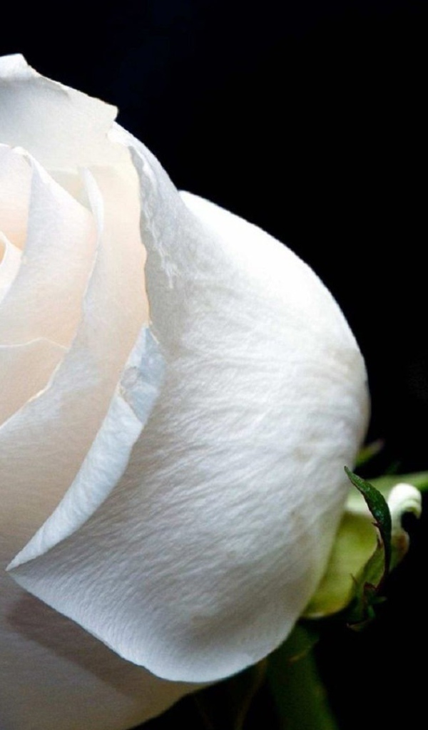 Белая роза на чёрном фоне крупным планом