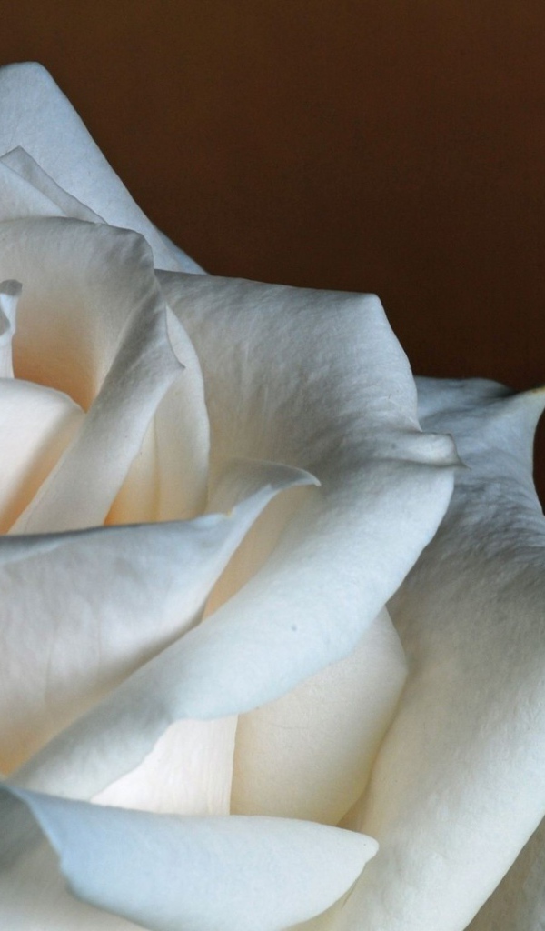 Белая роза на коричневом фоне крупным планом