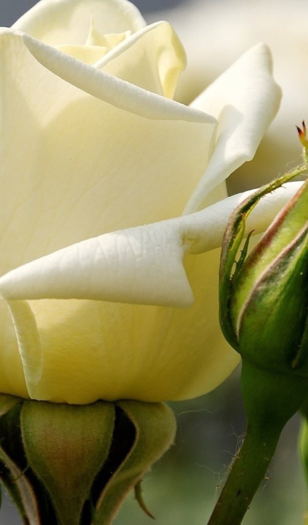 Белые розы цветут в саду