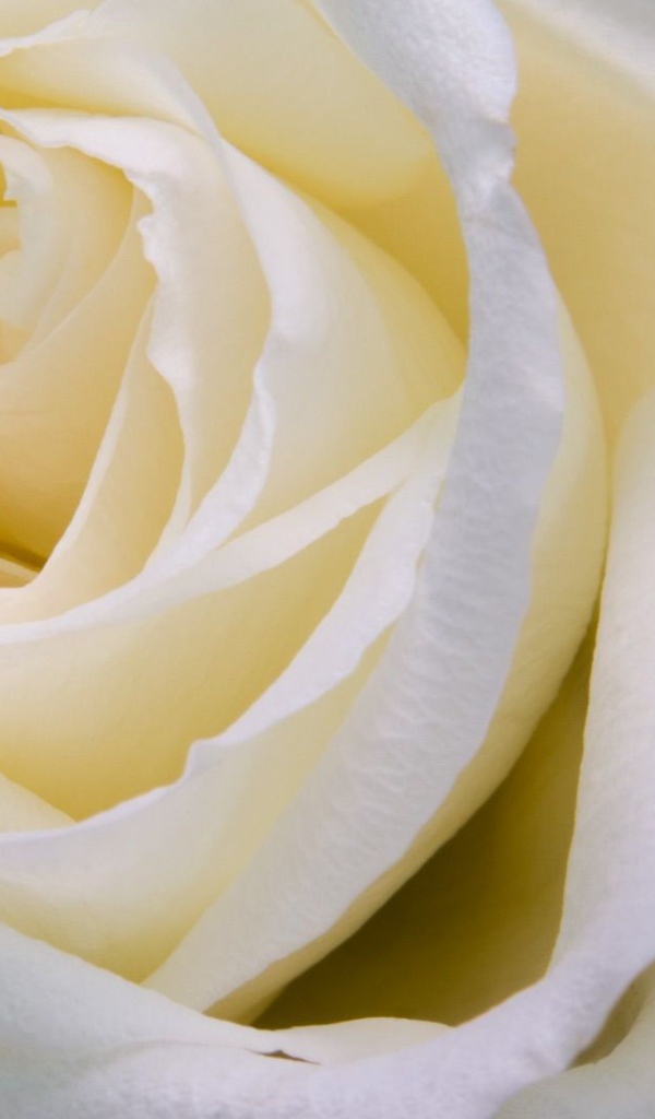 Белые розы крупным планом