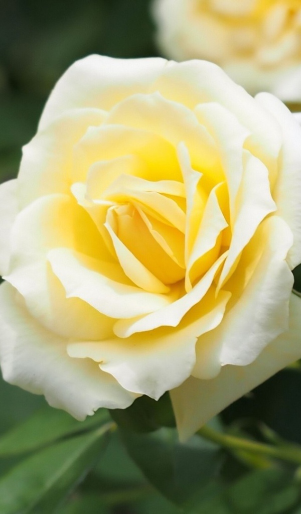 Белые розы в саду