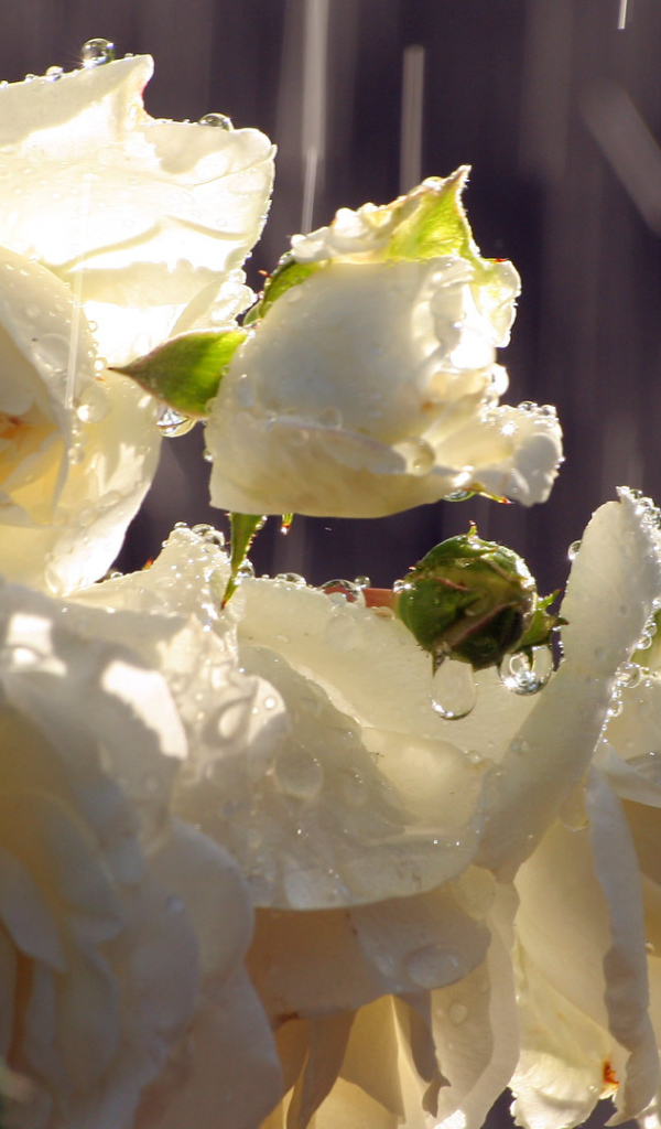 Белые розы под дождём
