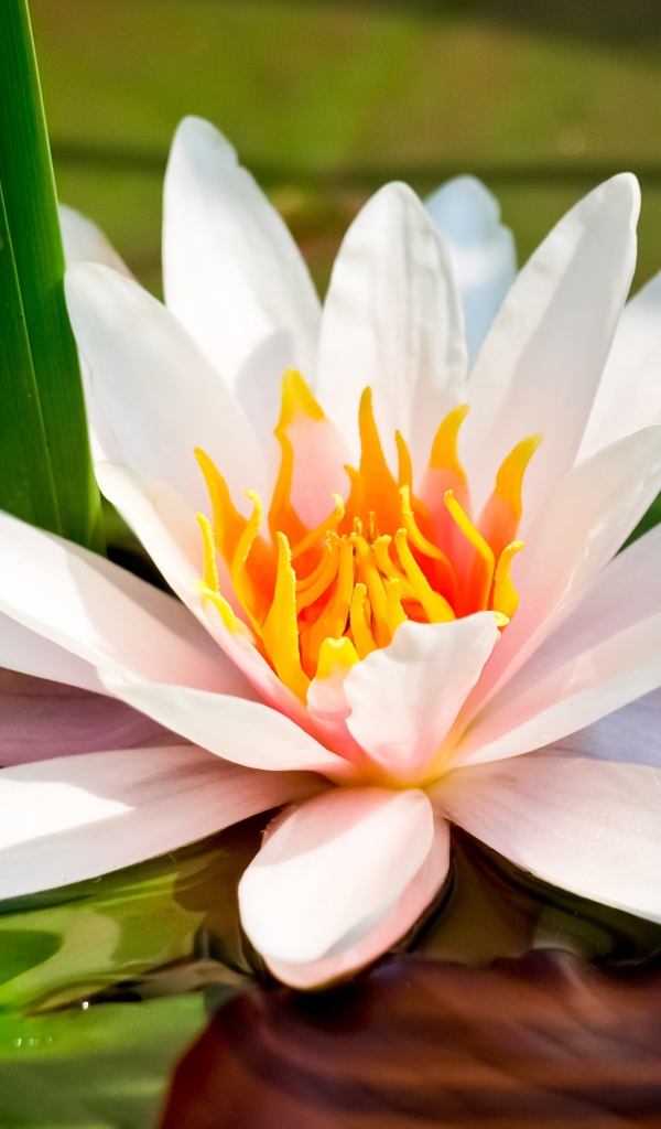 Белая водяная лилия