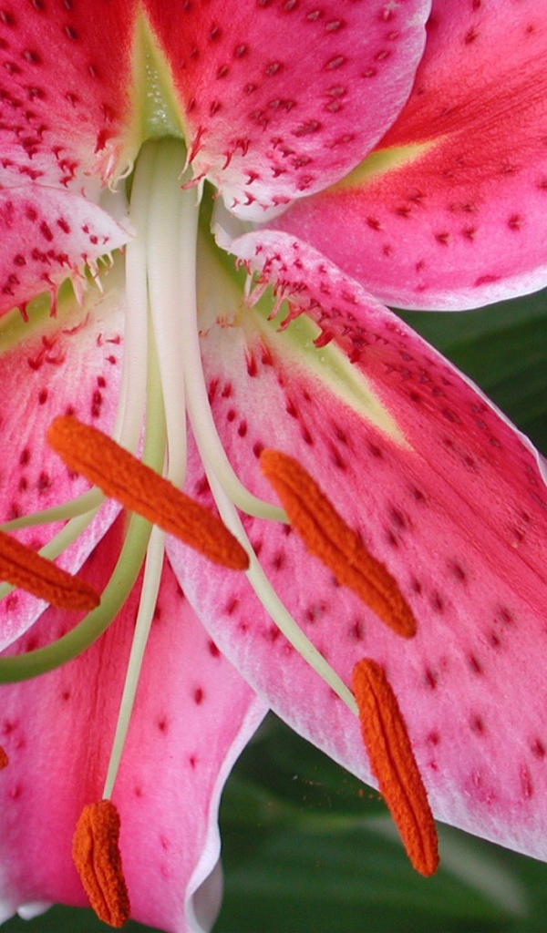 Обои с красным цветком