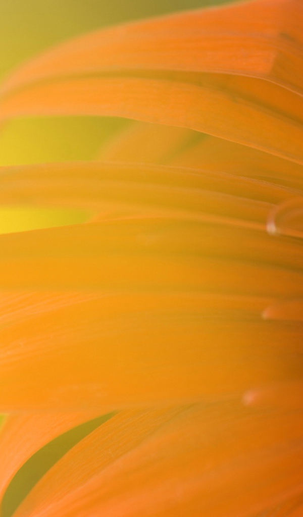 Обои с подсолнухом 