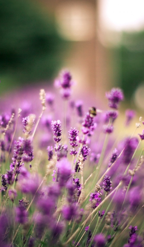 Полевые растения и ветер