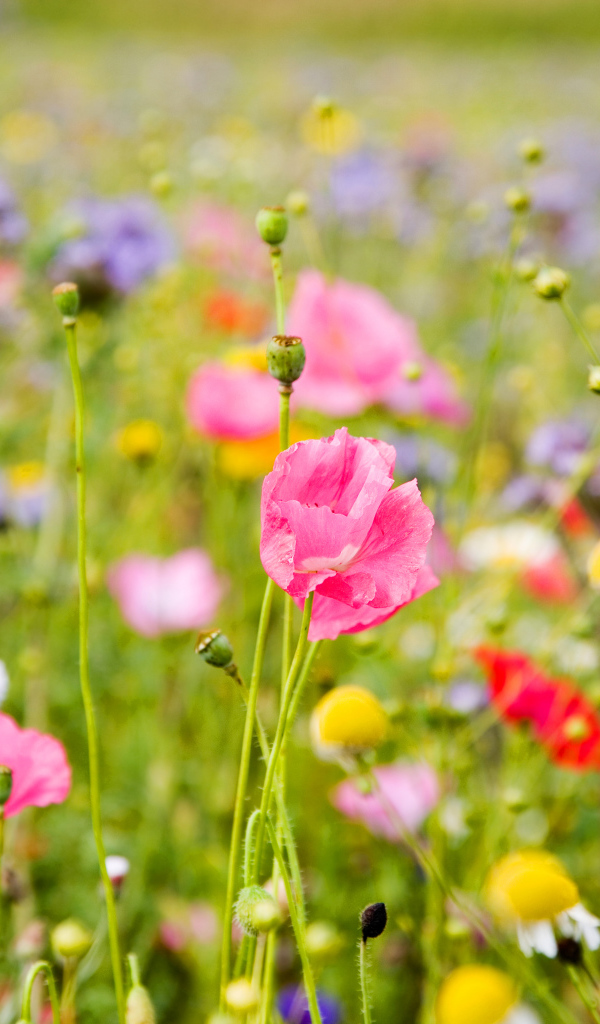 Полевые цветы