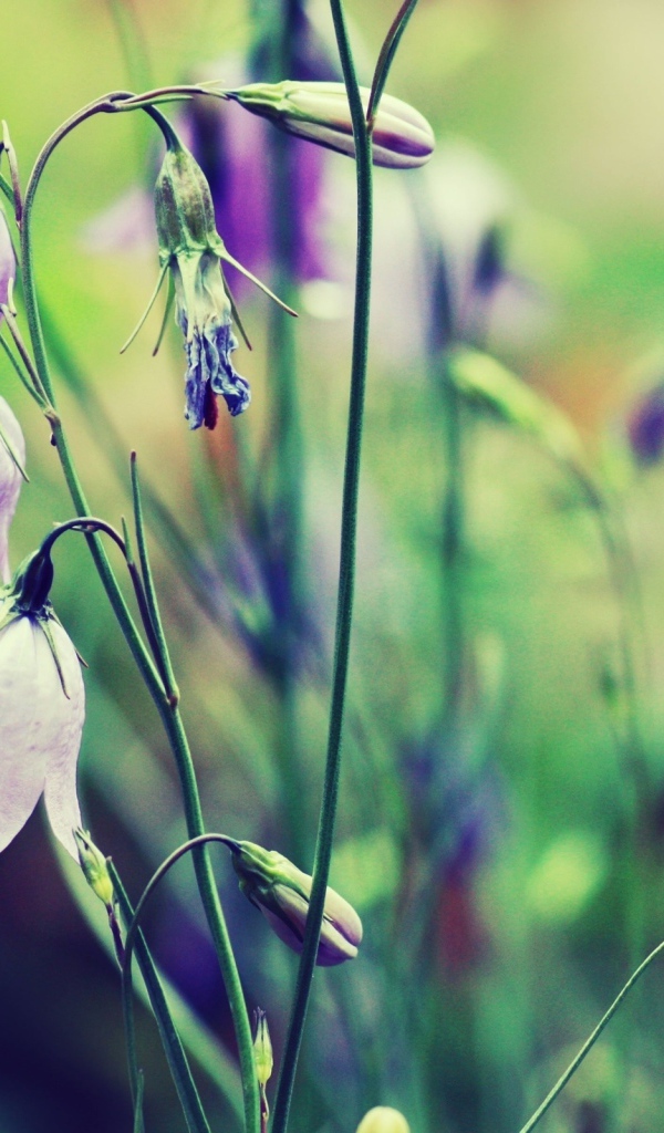 Полевые цветы колокольчики