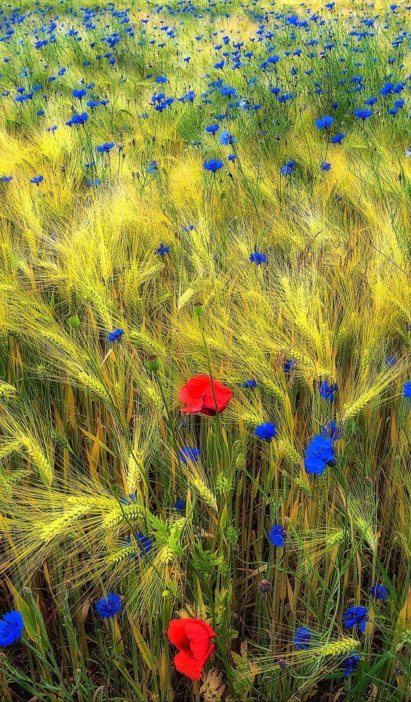 Полевые цветы на Украине