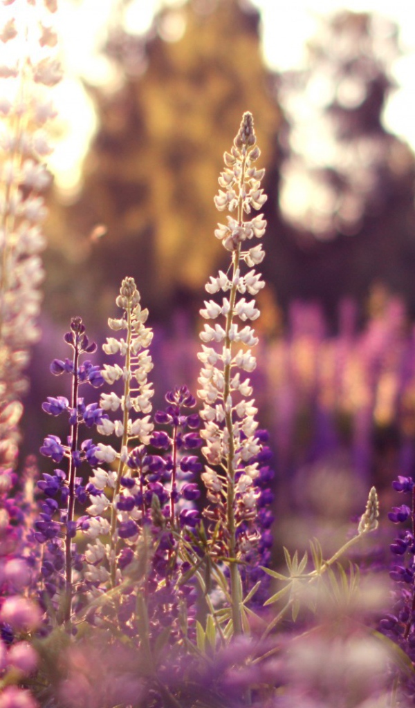 Полевые цветы в лучах солнца