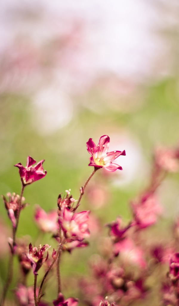 Колебания ветра