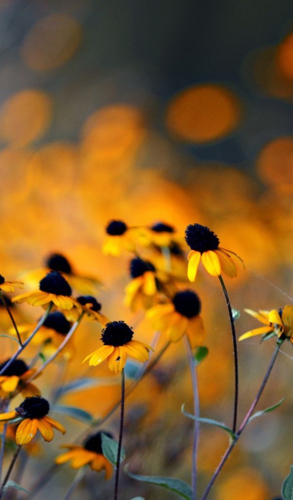 Увядшие в поле цветы