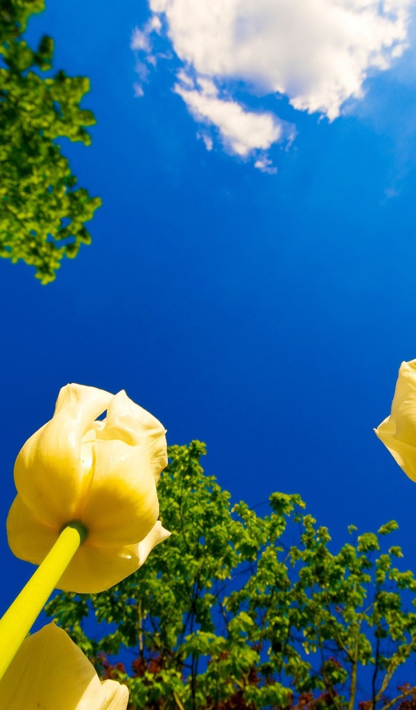 Желтые бутоны на фоне неба