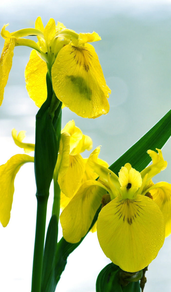Желтые ирисы