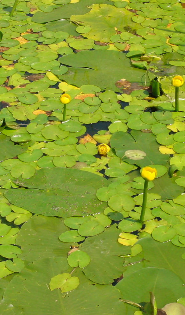 Желтая кубышка на воде