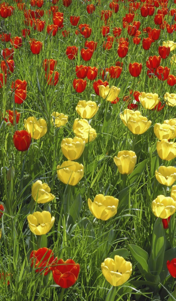 Желтые и красные тюльпаны на поле