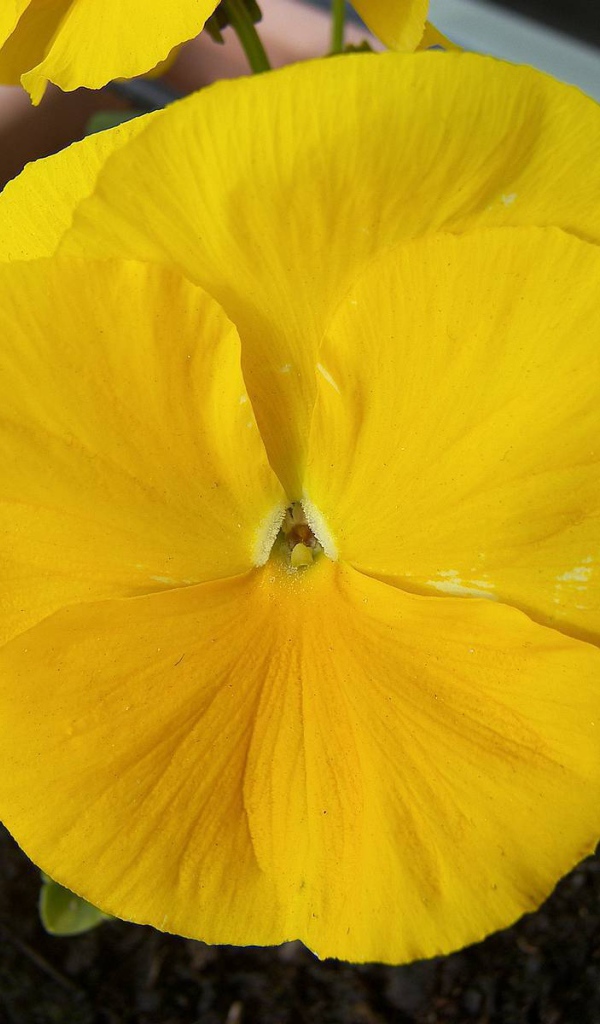 Желтый красивый цветок анютины глазки в горшке