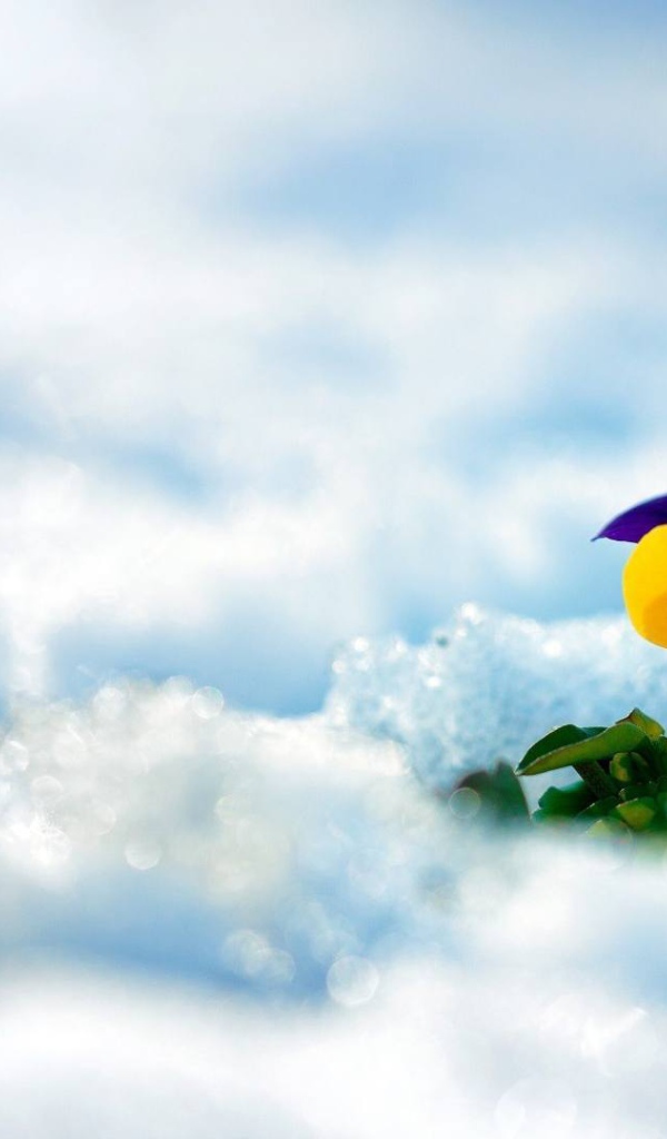 Желтый красивый цветок анютины глазки