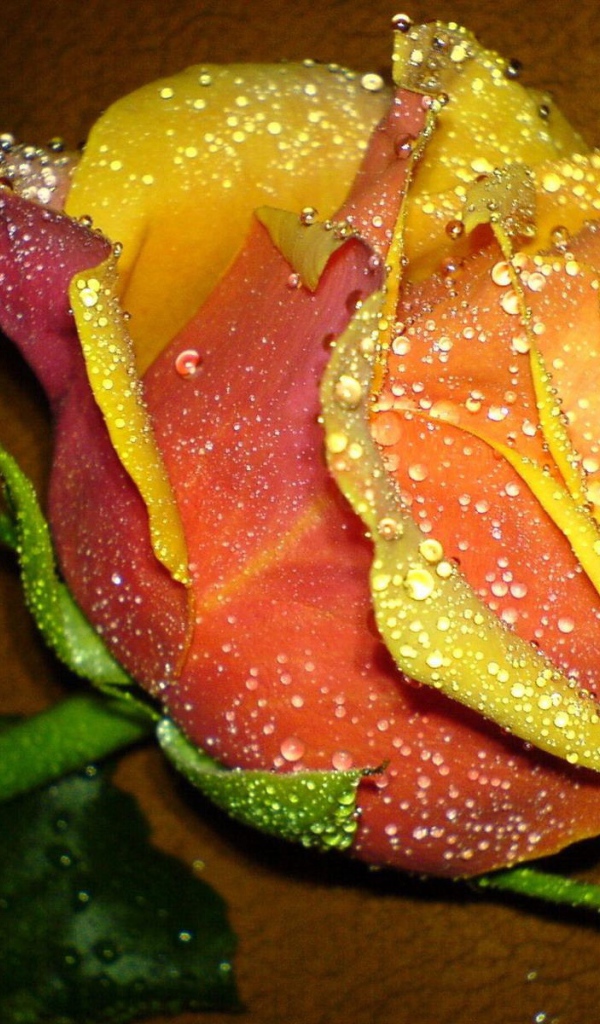 Прекрасная желтая роза