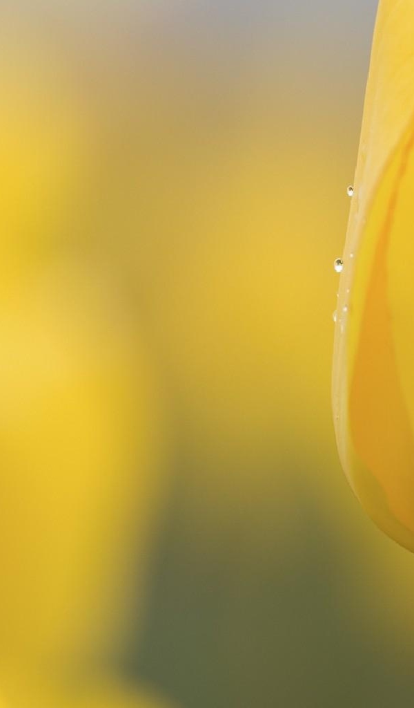 Желтый бутон