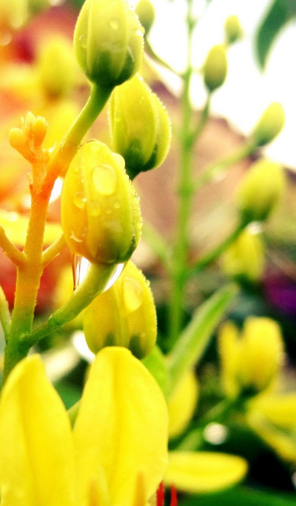 Желтые бутоны с каплями воды