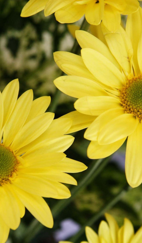 Цветы желтого цвета