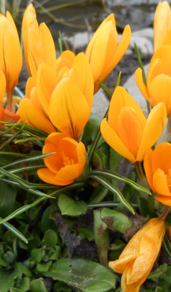 Цветы желтые крокусы на поляне