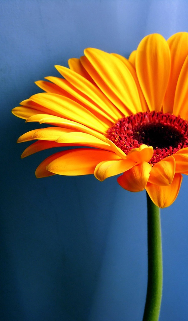 Оранжевая ромашка