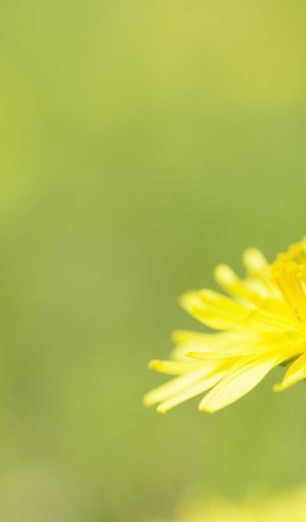 Желтый одуванчик