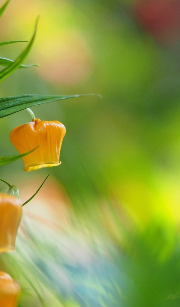 Желтый цветок