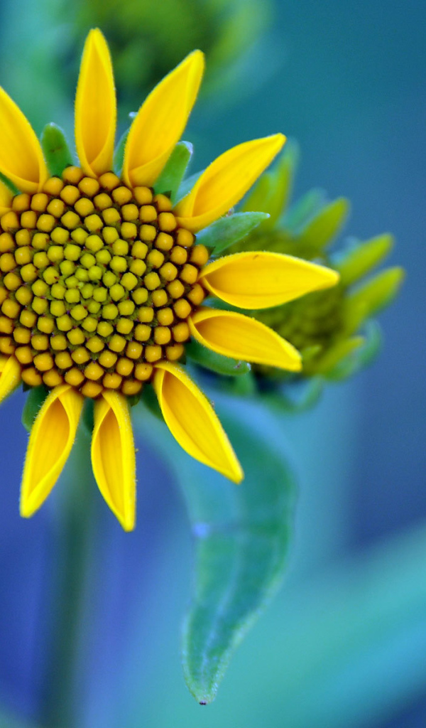 Желтый цветок