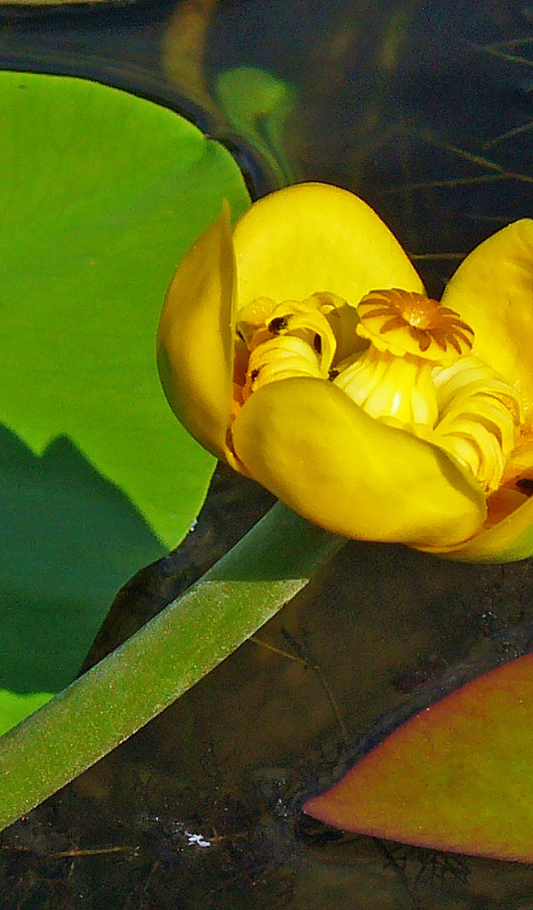 Цветок желтая кубышка