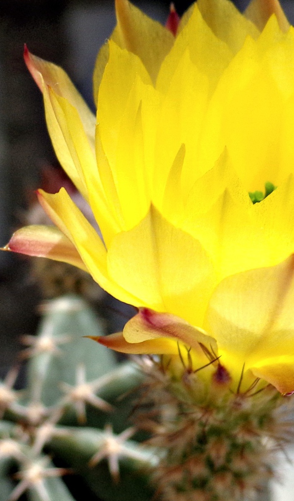 Желтый цветок кактуса