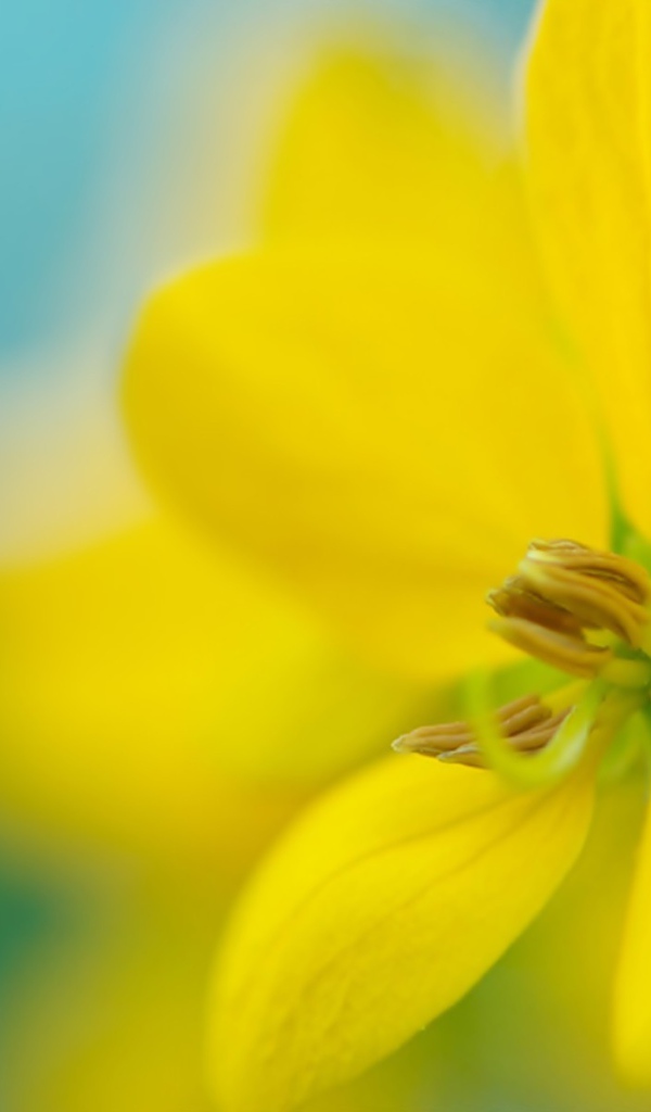 Желтый цветок на размытом фоне