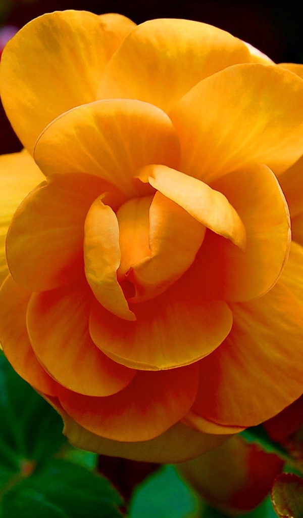 Желтые цветки и бутоны