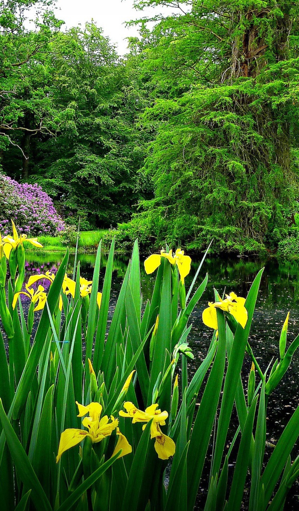 Желтые цветы на берегу озера