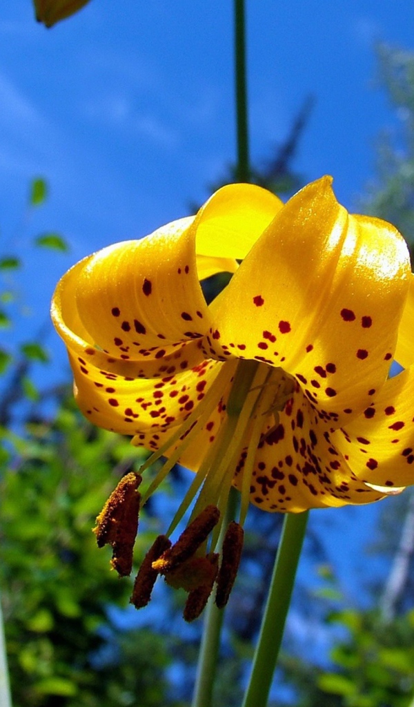 Желтые цветы с пятнами