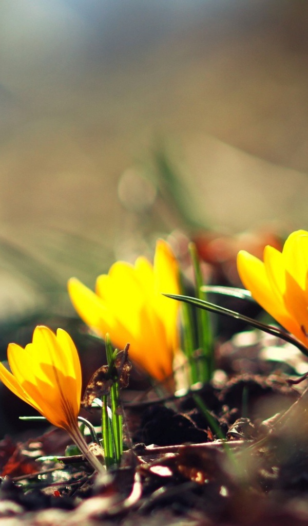 Жёлтые фонари