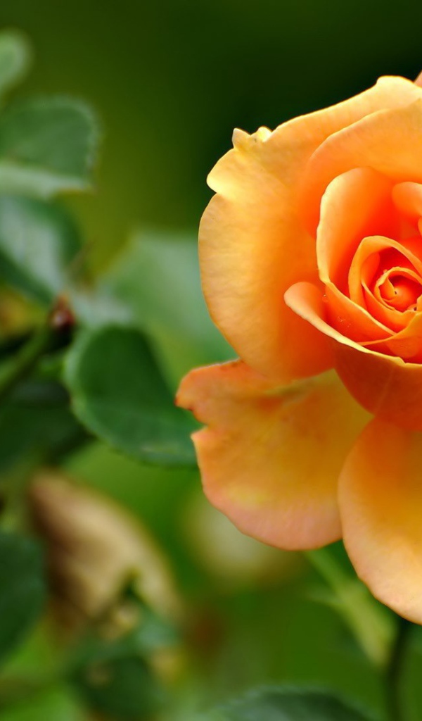 Желто оранжевая роза