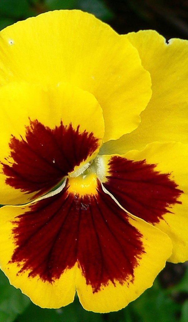 Желтый цветок анютины глазки