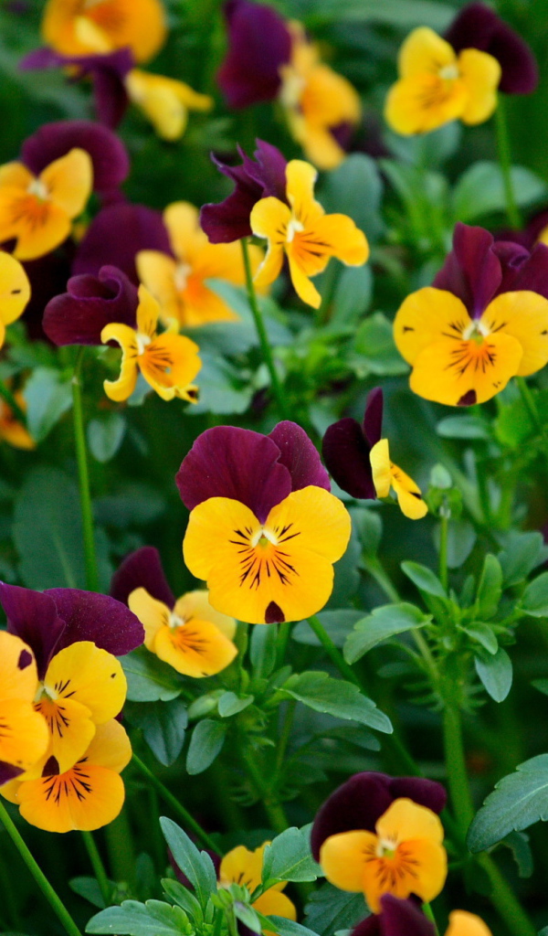 Желтые цветы анютины глазки на поляне