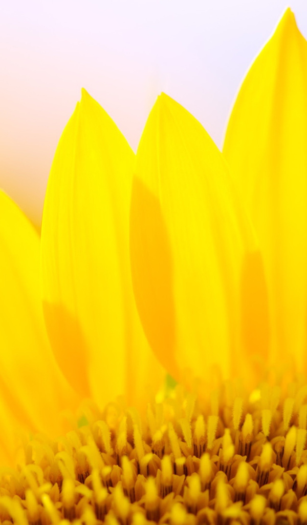 Желтые лепестки цветка подсолнуха