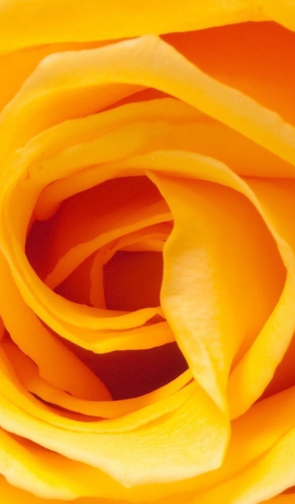 Жёлтая роза, сердцевина