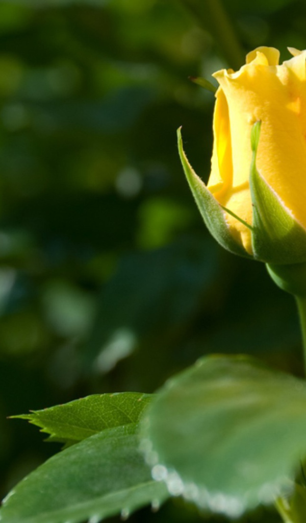 Жёлтая роза цветёт