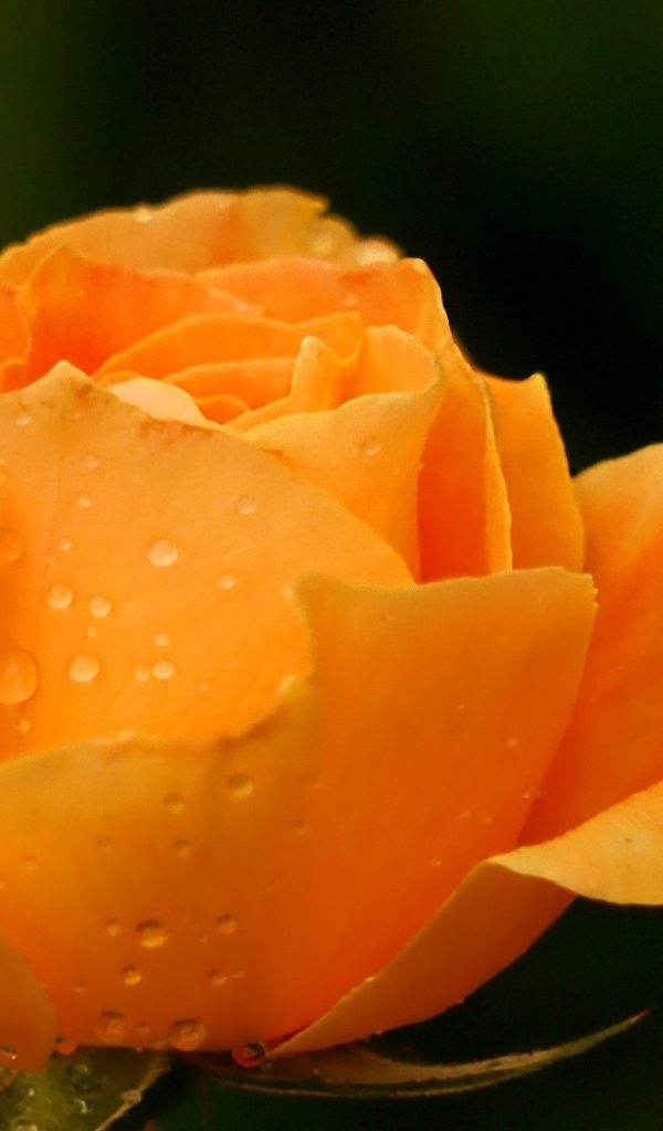 Жёлтая роза в саду после дождя