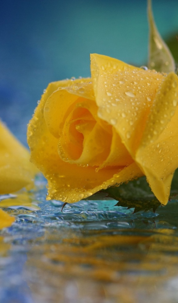 Yellow rose in water